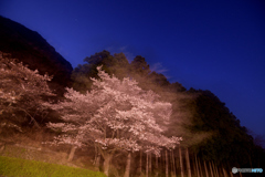 桜と北斗七星