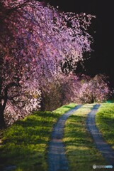 桜花道