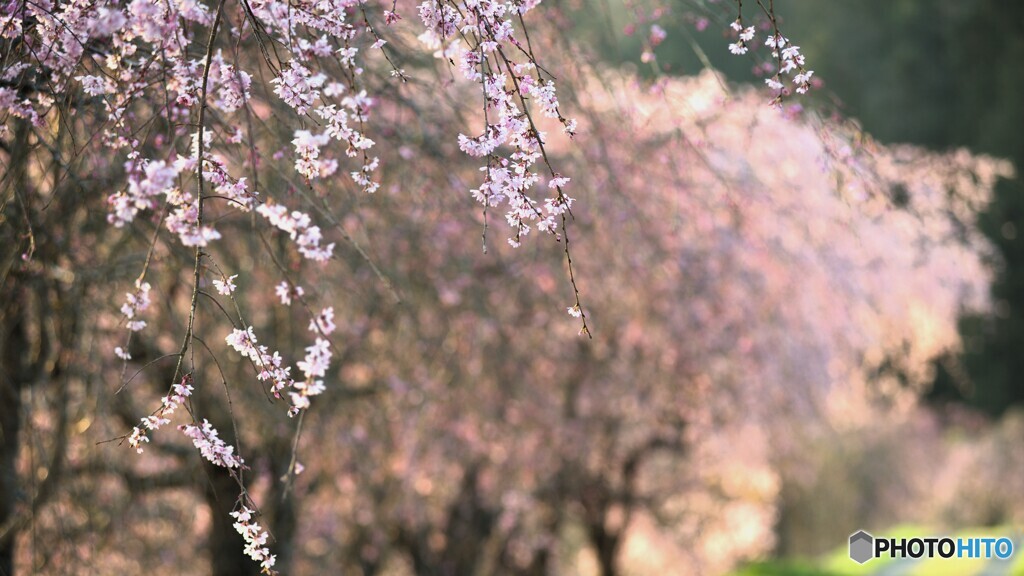 ちょっと控えめ桜