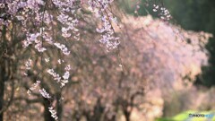 ちょっと控えめ桜