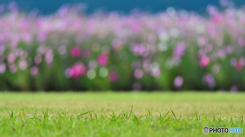 芝秋桜