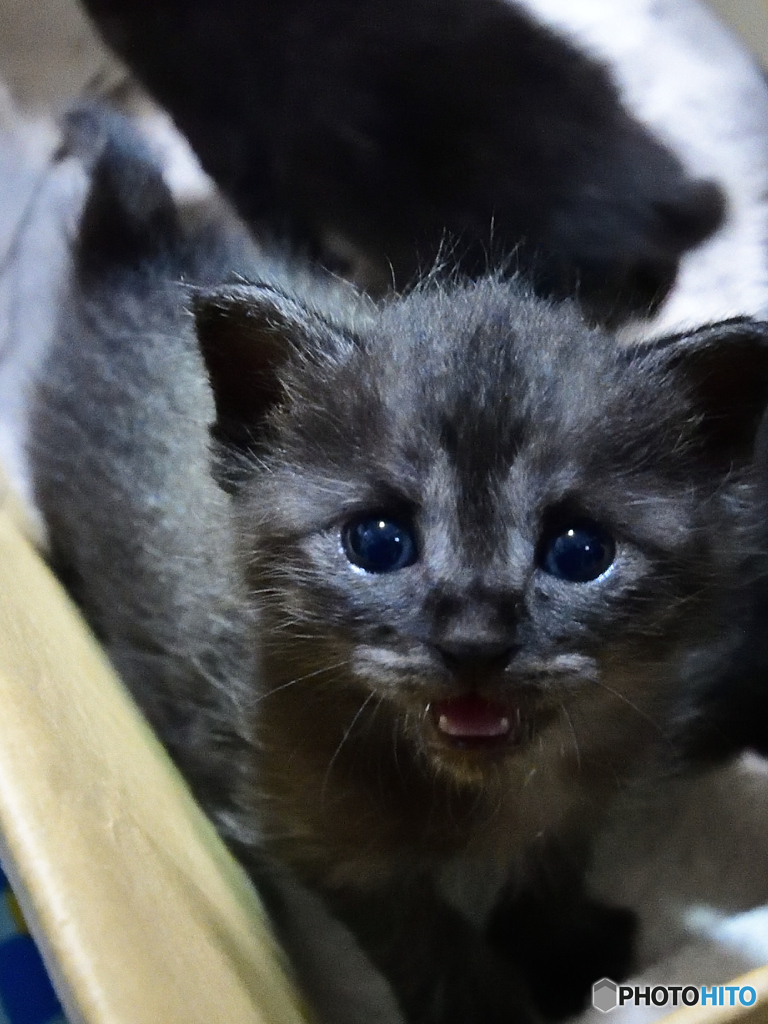 子猫１