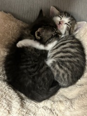 家族の日常