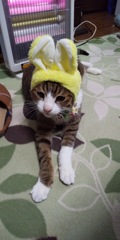 とら