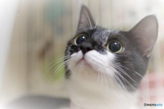 あんずちゃん