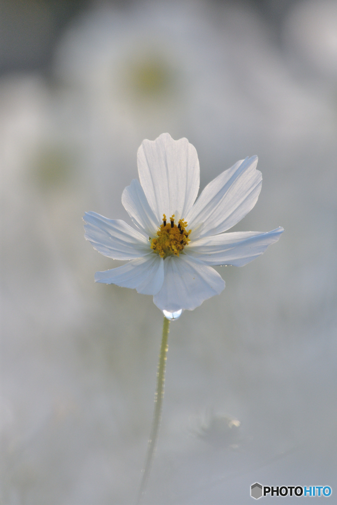 朝秋桜