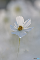 朝秋桜