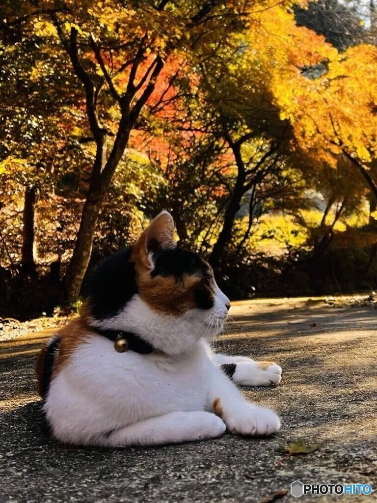 ハナちゃん（亀草庵）