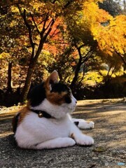 ハナちゃん（亀草庵）