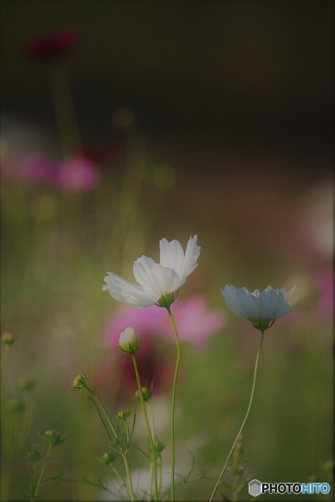 秋桜