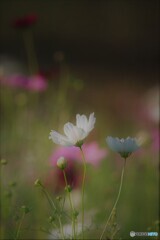 秋桜