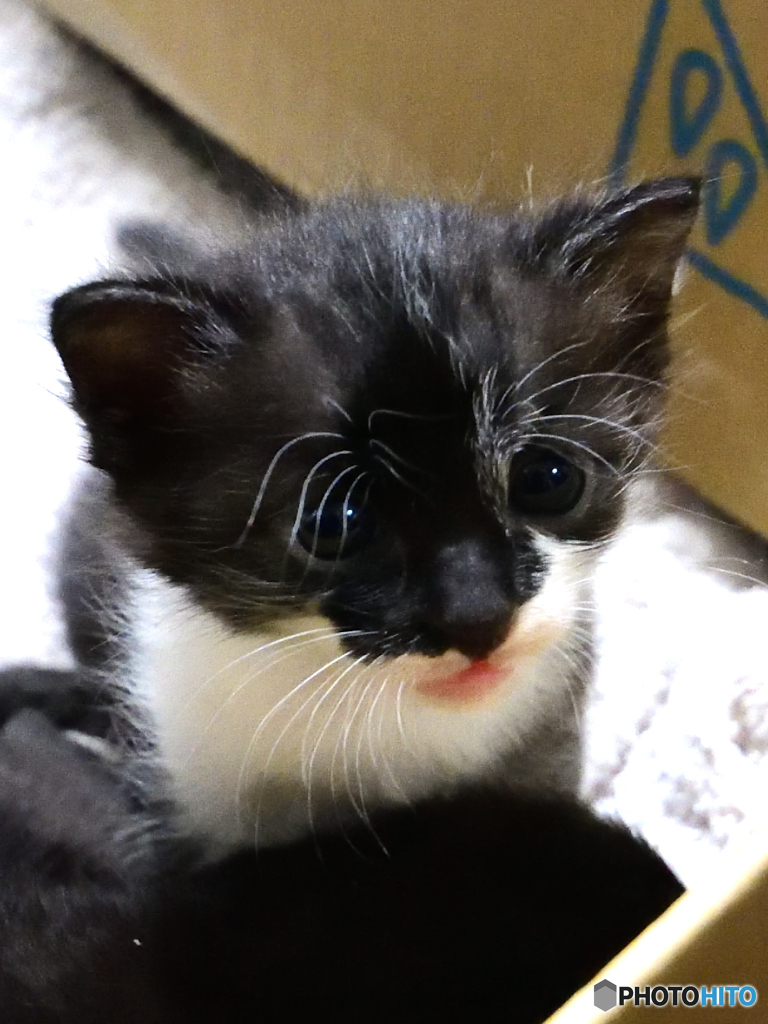 子猫３
