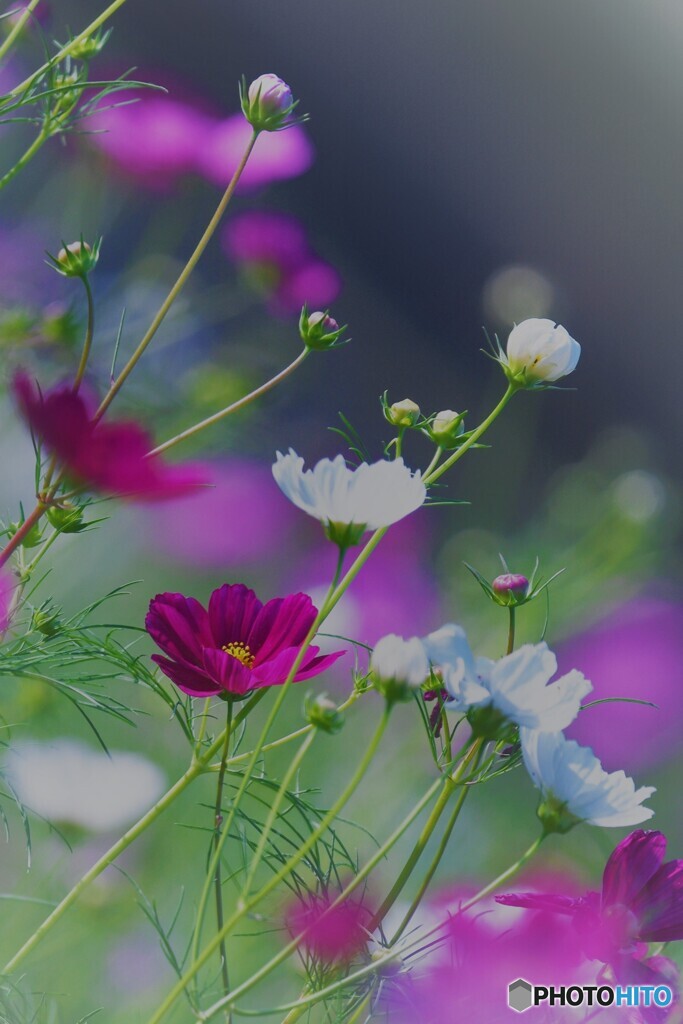 秋桜