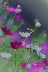 秋桜