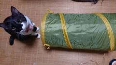 ニューアイテム購入。
