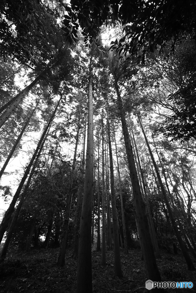 足切神社の木々