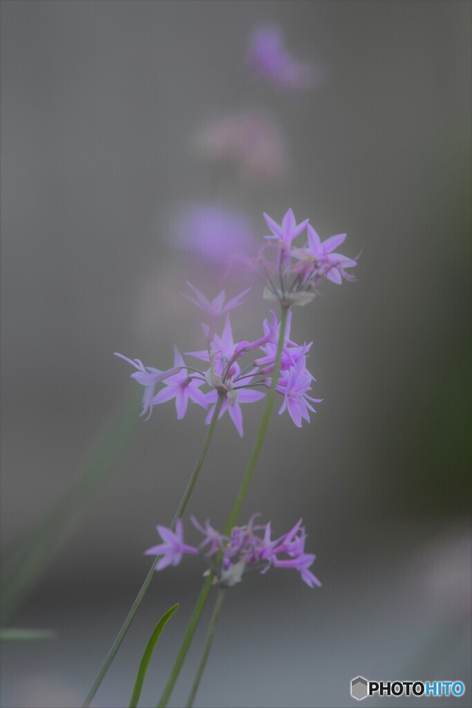 なんの花（－＾＾＝