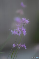 なんの花（－＾＾＝