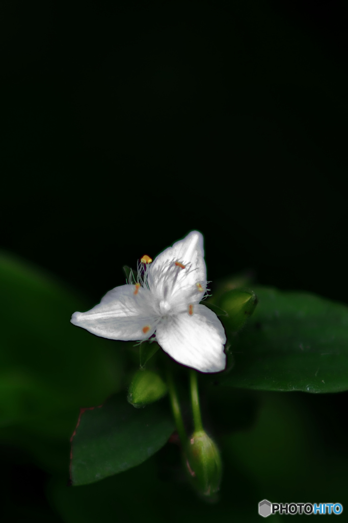 かわいい花