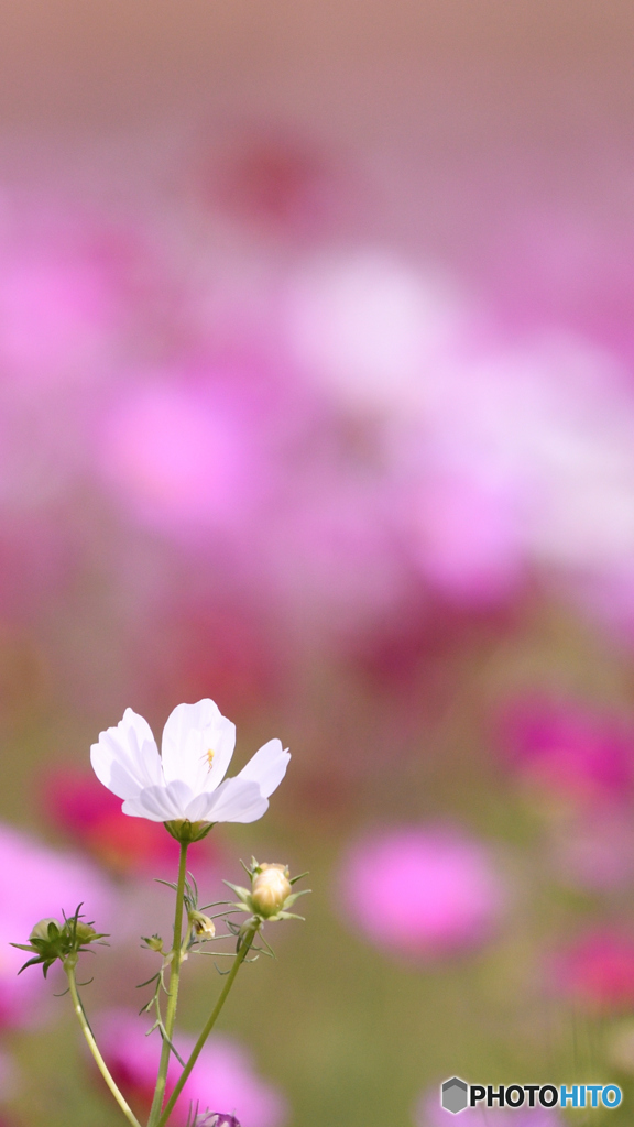 白い秋桜２