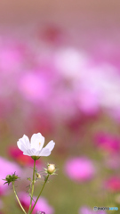 白い秋桜２