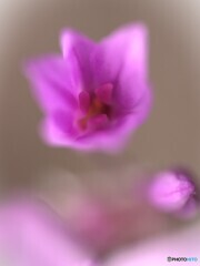 お花（＾＾。