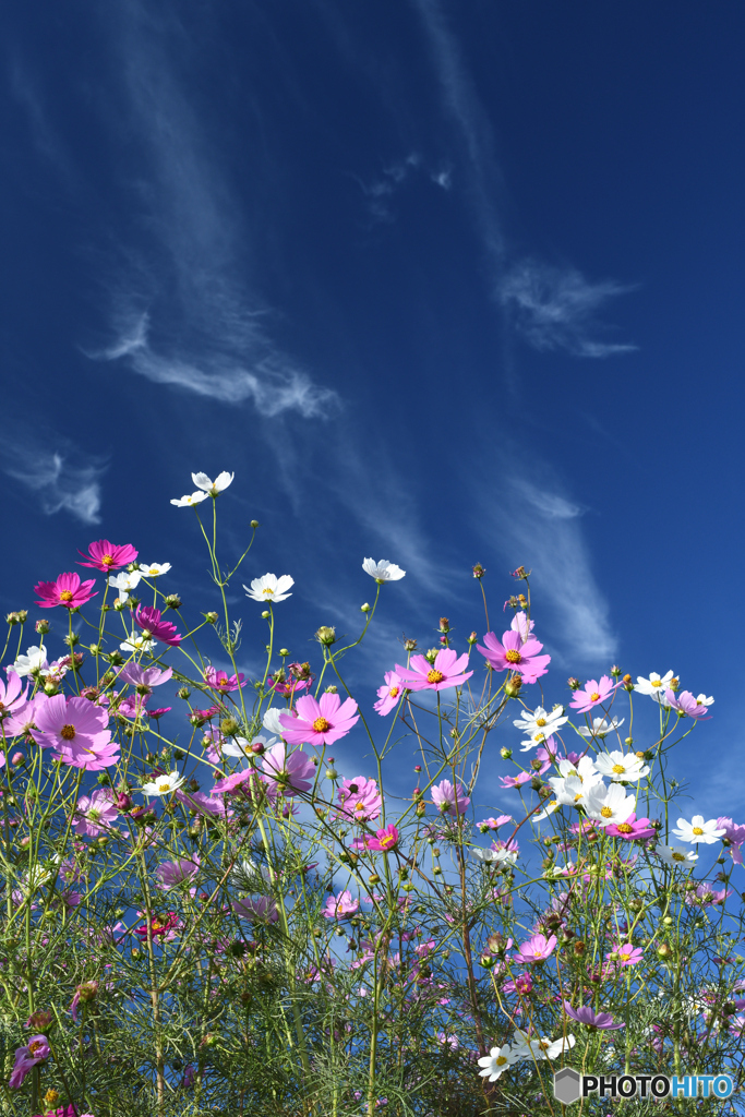 青空秋桜