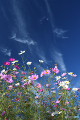 青空秋桜