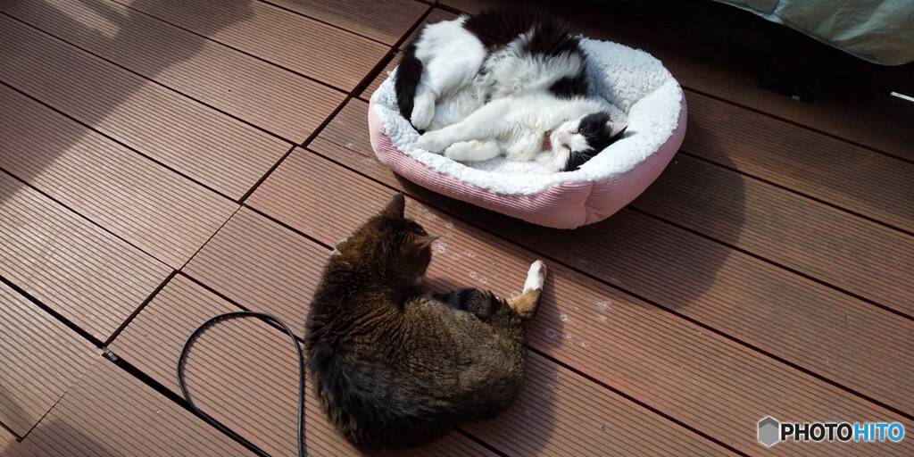 日向ぼっこ