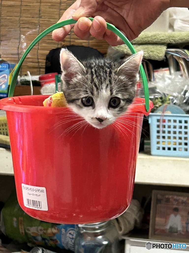 バケツねこ