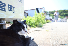 猫の楽園２