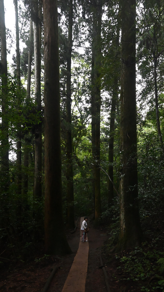 二本の大杉