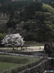 桜と水車（＾＾