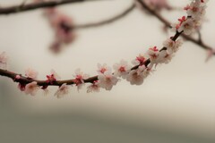 うめ