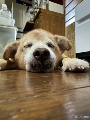 今日の二朗