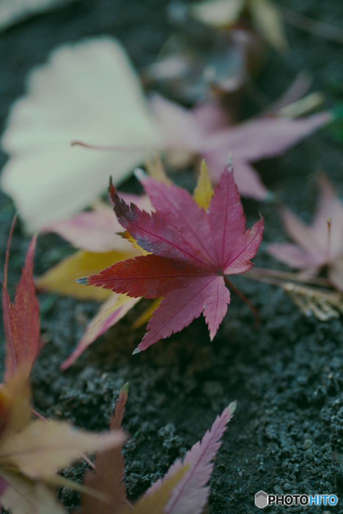 紅葉も終わり2（＾＾。