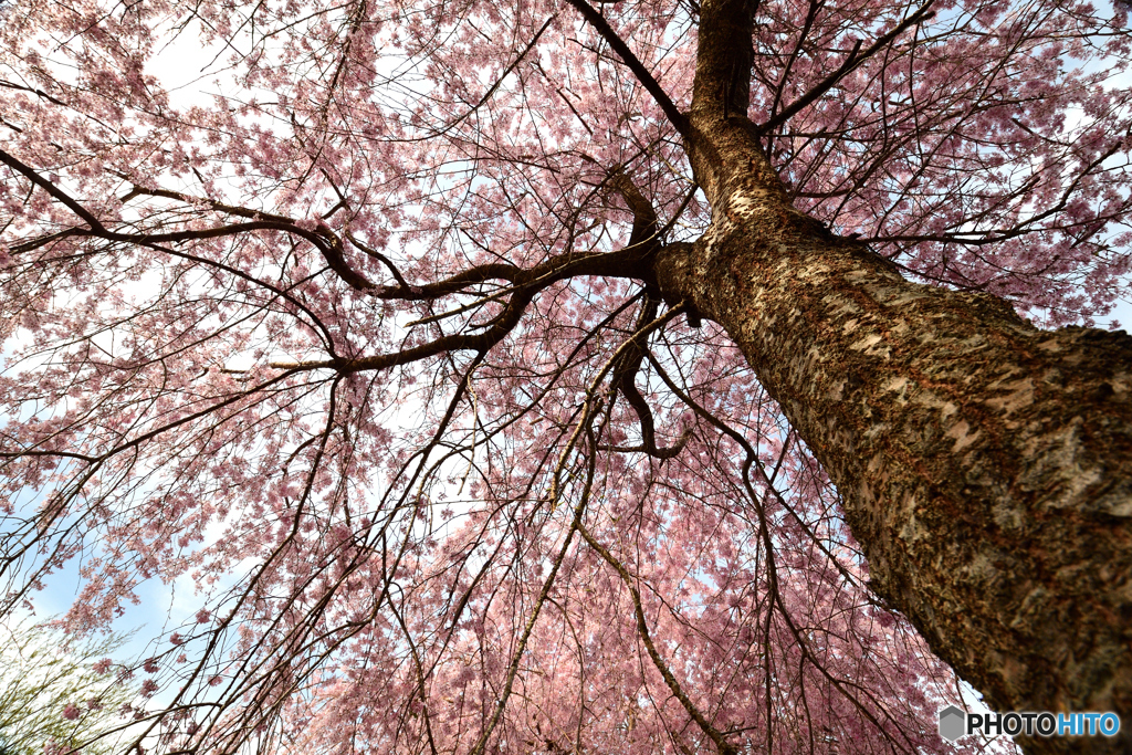 岩屋の枝垂桜