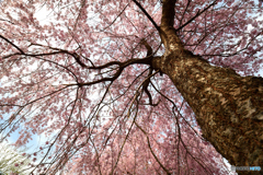 岩屋の枝垂桜