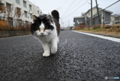 雨上がりの散歩