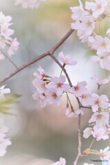 足切神社のさくら