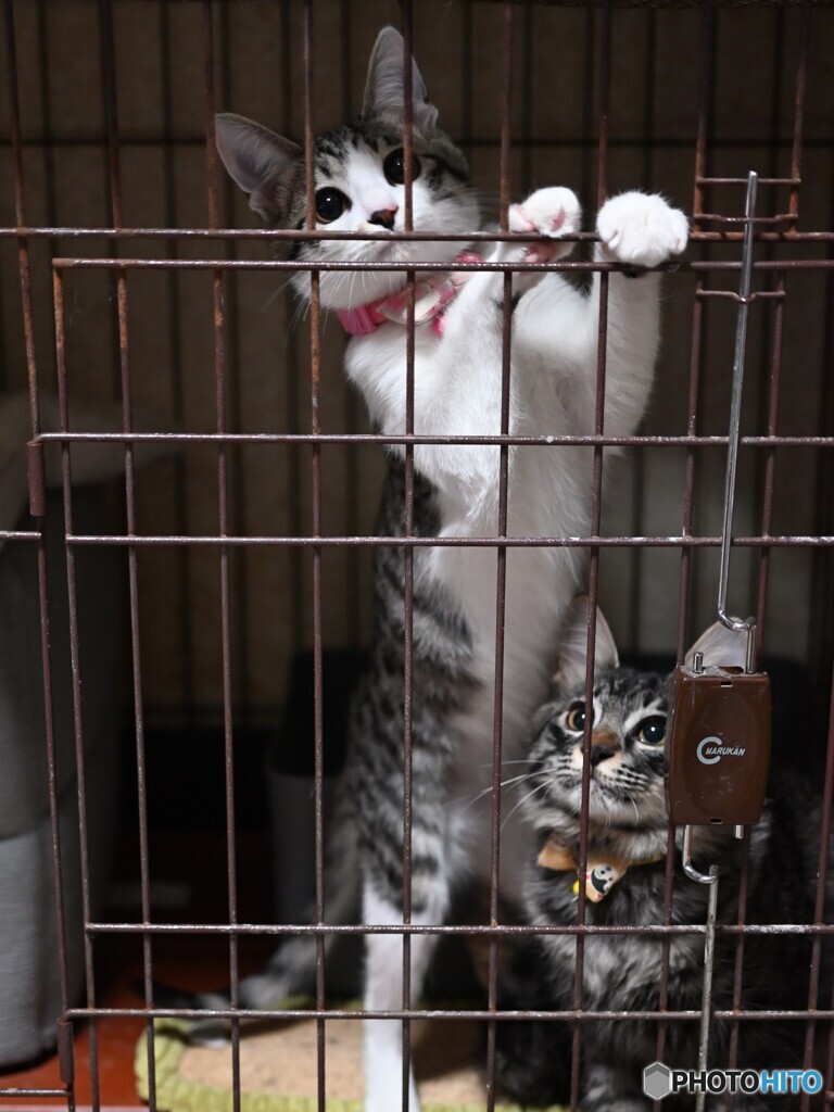 (=^-^=)