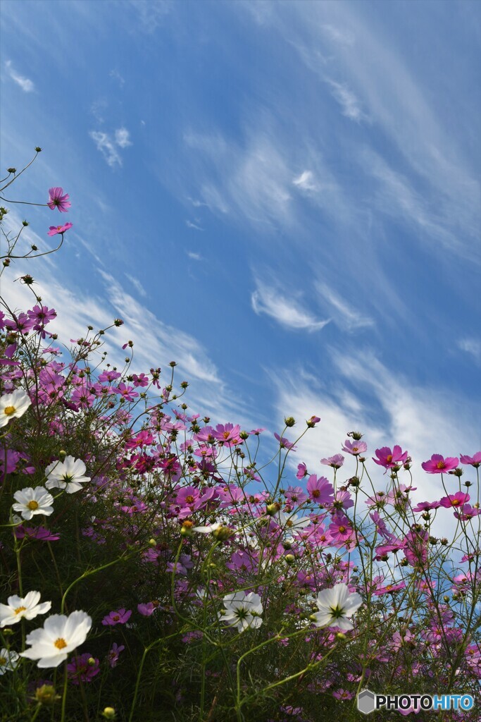 青空秋桜3