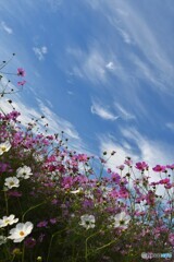 青空秋桜3