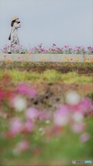 今日は風強し