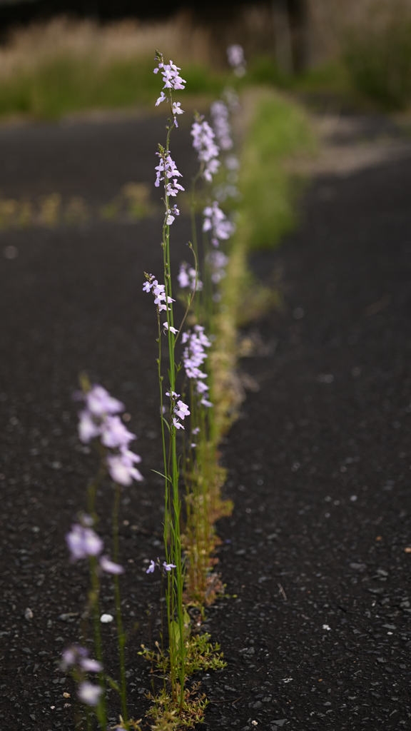 草も花も力強い