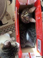 箱入息子