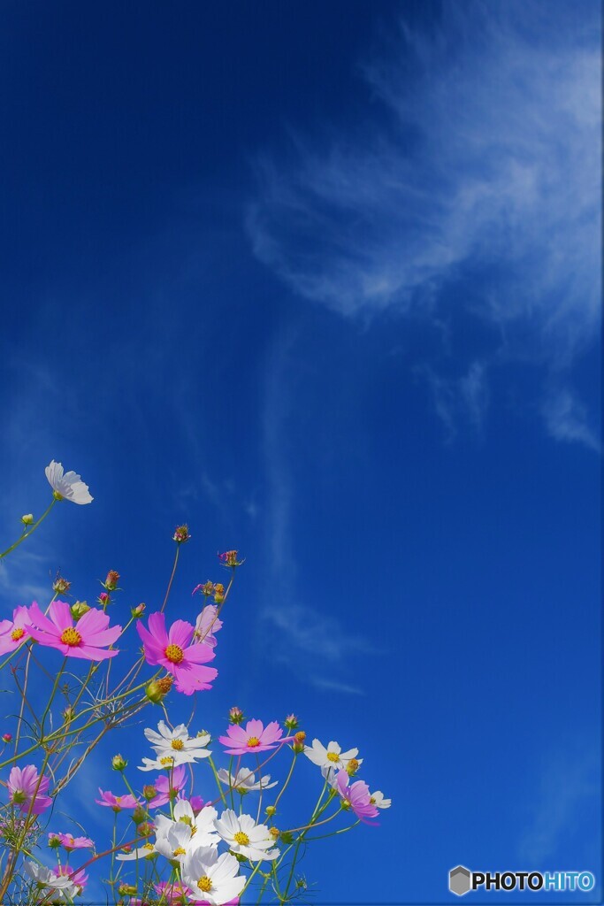青空秋桜4