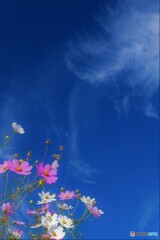 青空秋桜4