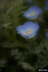 ネモフィラ