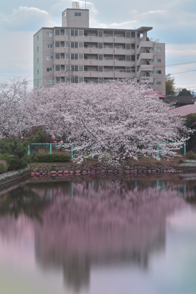 平公園のさくら